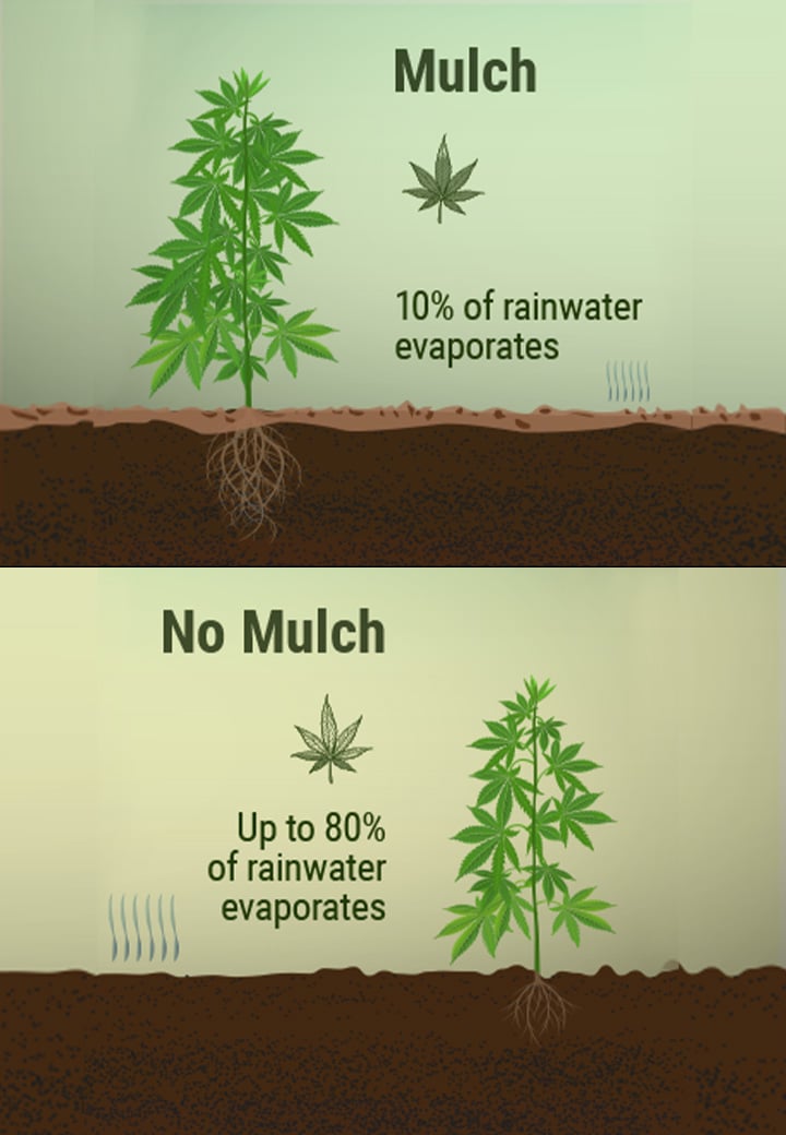 What Is Mulch, and What Benefits Can It Bring to Your Cannabis Garden? What Is Mulch, and What Benefits Can It Bring to Your Cannabis Garden?