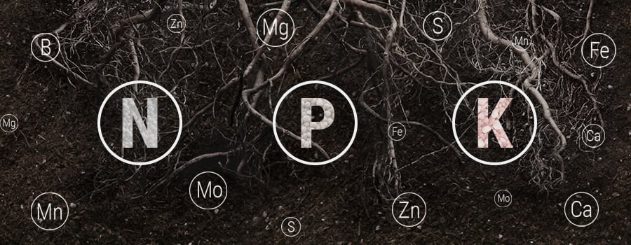 Nutrient Balance For Roots Of Cannabis Plant