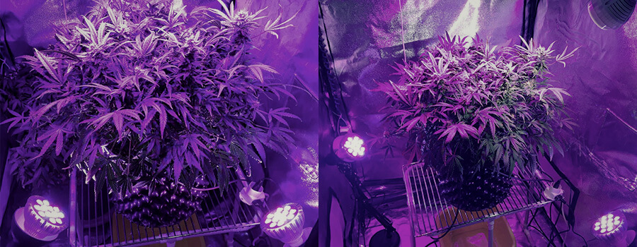 Side Lighting Cannabis