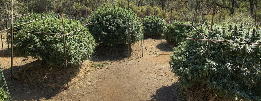 How To Trellis Cannabis Outdoors