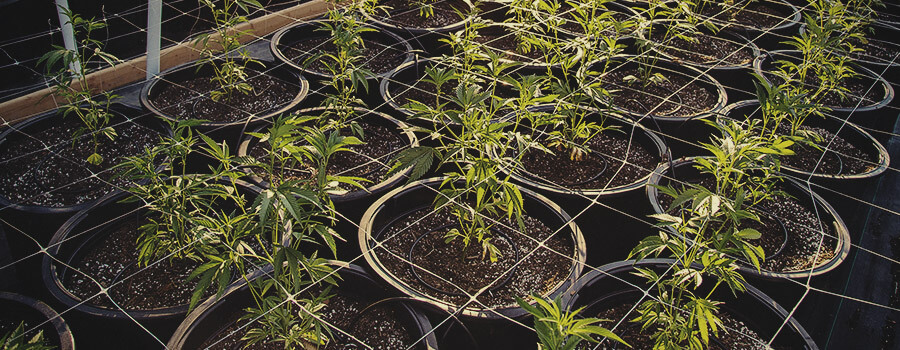 Fertigation System Cannabis Outdoor