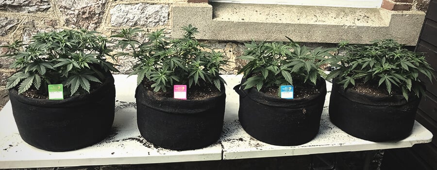 Smart Pot with Handles for Outdoor Cultivation