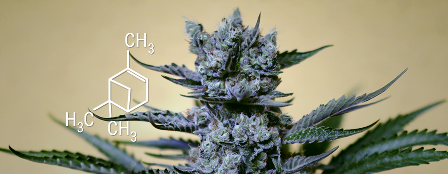 Pinene Cannabis Terpene