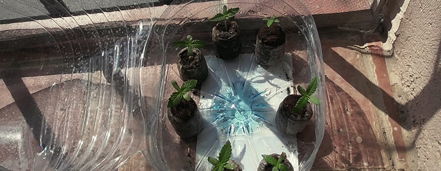 Cannabis Seedling In Jiffy