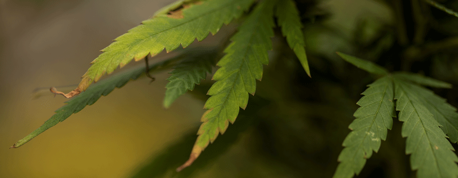 Potassium Deficiency In Cannabis Plant