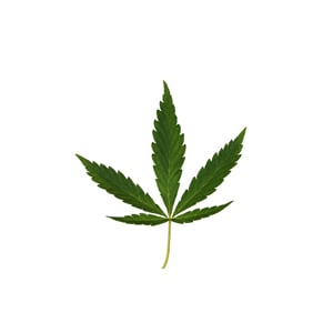 The image shows a close-up of cannabis ruderalis leaves, characterized by their smaller size and broader, rounded fingers