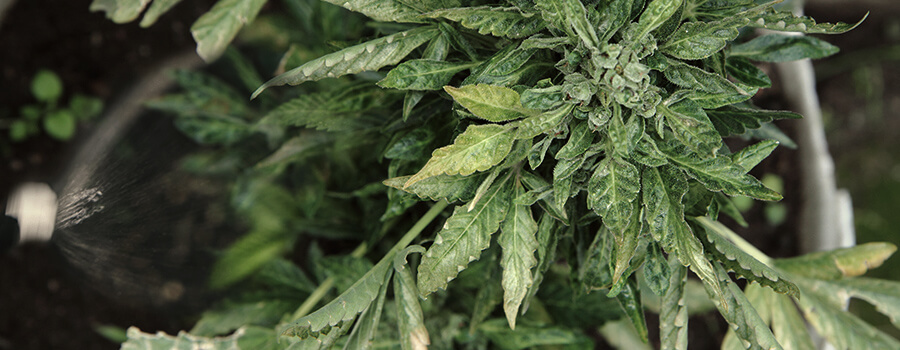 Flush Cannabis Plant Pesticide