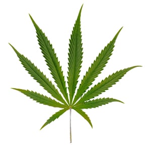 The image features a close-up of a distinct cannabis sativa leaves, characterized by its long, narrow and pointed fingers