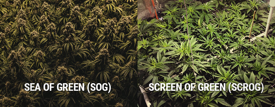 Sea of Green and Screen of Green, SOG vs SCROG