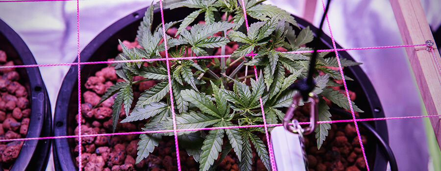 SCROG Technique Cannabis Cultivation