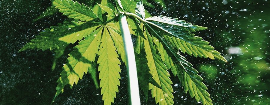 Light Deprivation To Avoid Rotten Cannabis