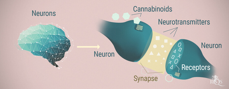 Neurons, Cannabinoids and Neurotransmitters