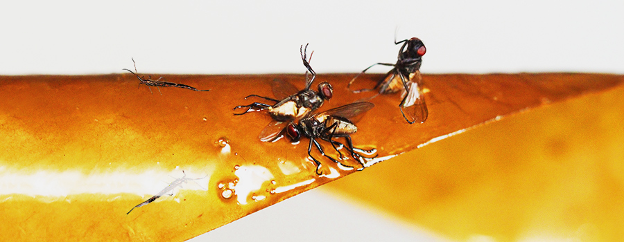 Thrip Pest Trap