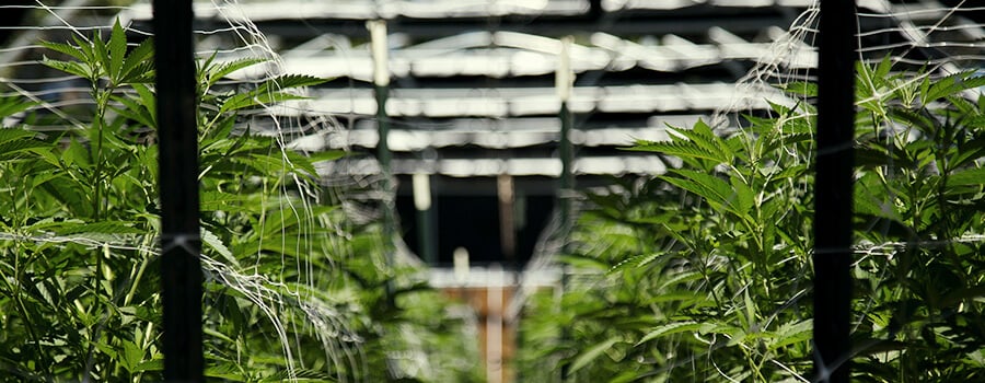 What Is A Trellis? What Is A Trellis?