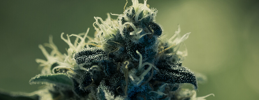 Boost Trichomes With Lec Lights