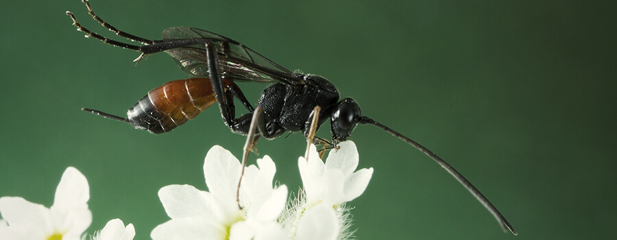 Wasps Biological Predator Cannabis