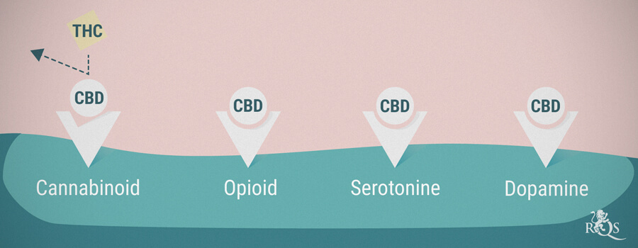 Cannabinoid, opioid, serotonin and dopamine receptors