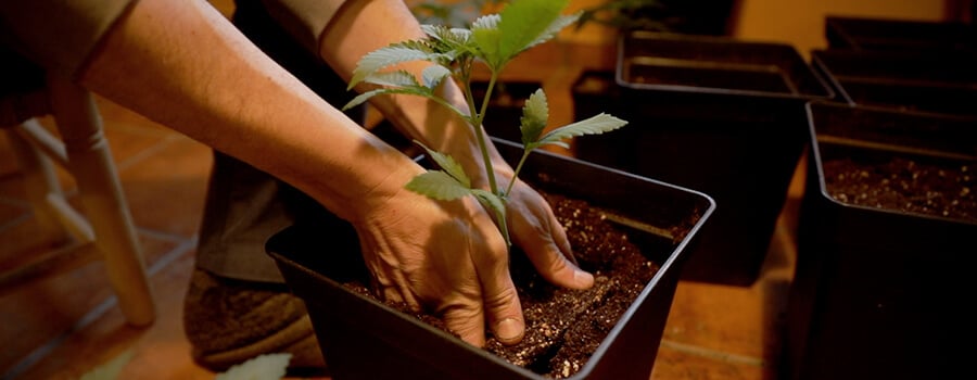 SIZE OF POTS INDOORS AND OUTDOORS