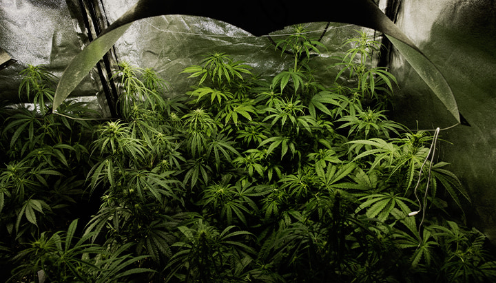 Cannabis flowering with PSIS: bigger buds and higher cannabinoids Indoor cannabis grow in full flowering stage using PSIS technique (stem sucrose injection) to increase bud dry weight and total cannabinoid yield