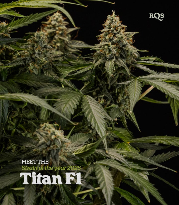 Titan F1 cannabis plant with dense resin-covered buds, award-winning hybrid strain named Strain of the Year 2025 by RQS