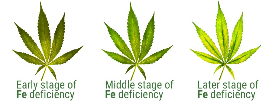 FLUSH AND UPGRADE NUTRIENTS