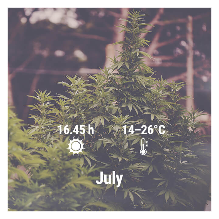 How To Grow Cannabis Outdoors In Germany, July