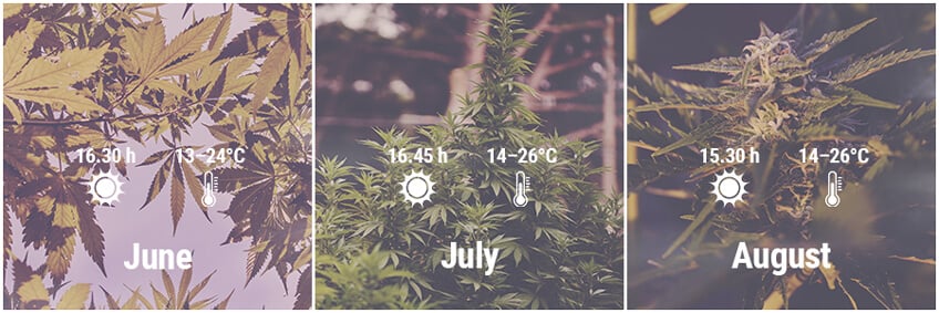 How To Grow Cannabis Outdoors In Germany June, July, August