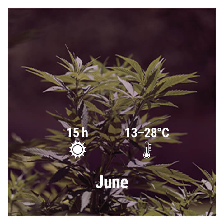How To Grow Cannabis Outdoors In France, March, April, May