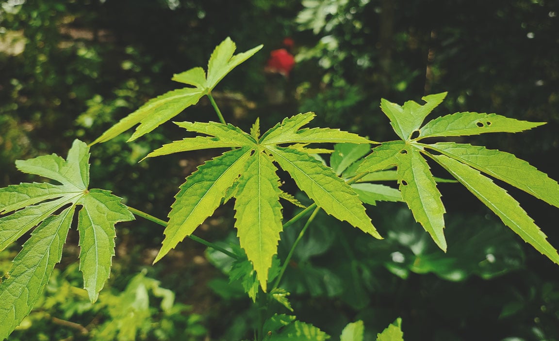 Kenaf (Hibiscus cannabinus)