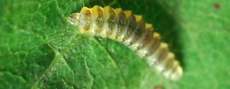 Leaf Miner