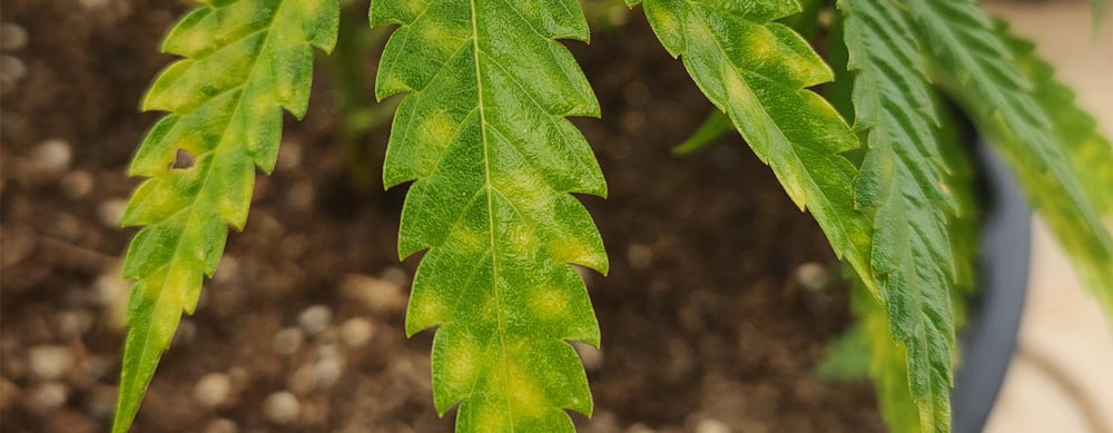 Leaf Septoria