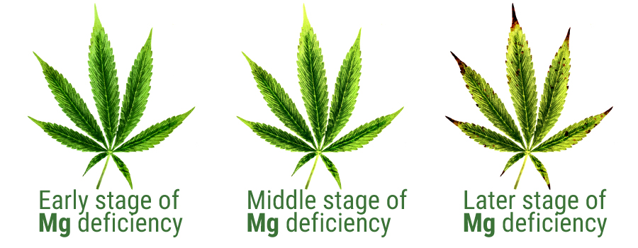 magnesium deficiency cannabis leaf