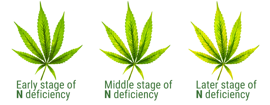 Nitrogen deficiency table leaf