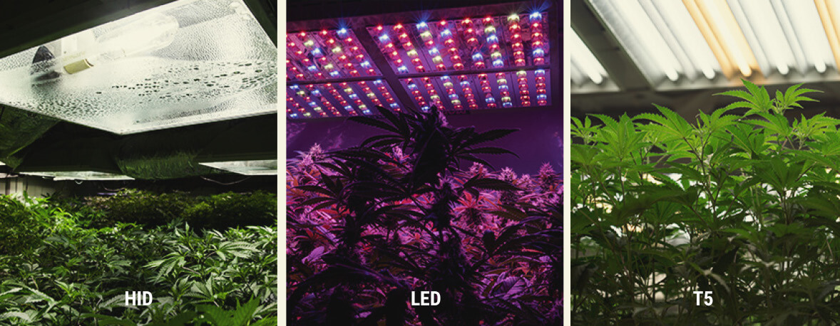 How to Provide UV Light to Indoor Cannabis Plants