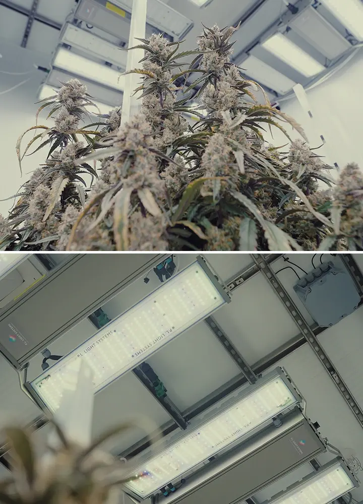 An illustration of a bright CRIC Labs grow room with F1 cannabis hybrids, featuring 1000 μmol PPFD lighting, sensors for humidity and temperature, and fertigation with inert growing medium, set against a green background.