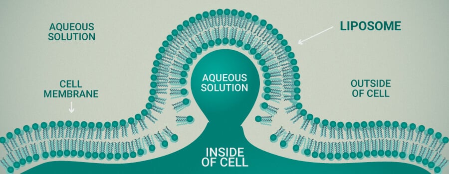 Liposome and Cells