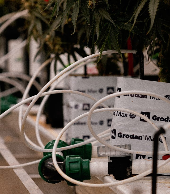 Controlled drought setup testing Gaia F1’s response to water stress and cannabinoid changes.