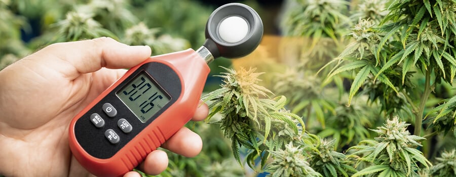 Using Light Measurement Tools A hand holding a light meter next to a cannabis plant, with the meter's digital display showing a reading of 30,160. The plant's leaves and buds are visible in the background.