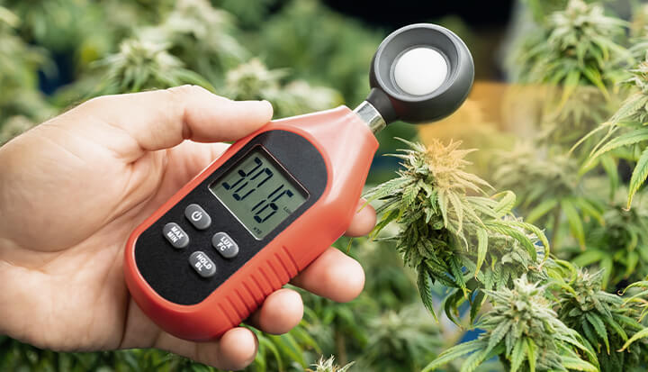Using Light Measurement Tools A hand holding a light meter next to a cannabis plant, with the meter's digital display showing a reading of 30,160. The plant's leaves and buds are visible in the background.