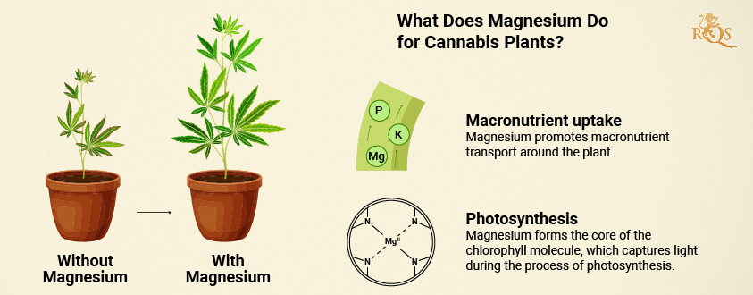 Magnesium benefits for cannabis plants