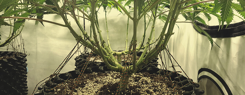 Lollipopping and Mainlining Cannabis Plant