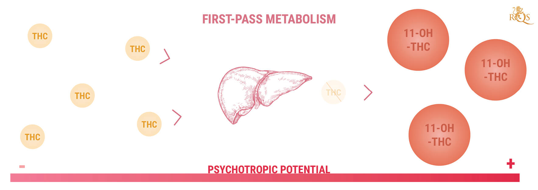 11-Hydroxy-THC And The Potency of Edibles