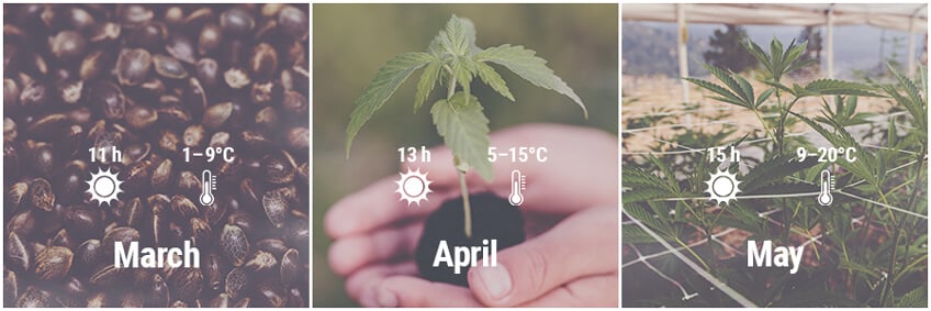 How To Grow Cannabis Outdoors In Germany March, April, May