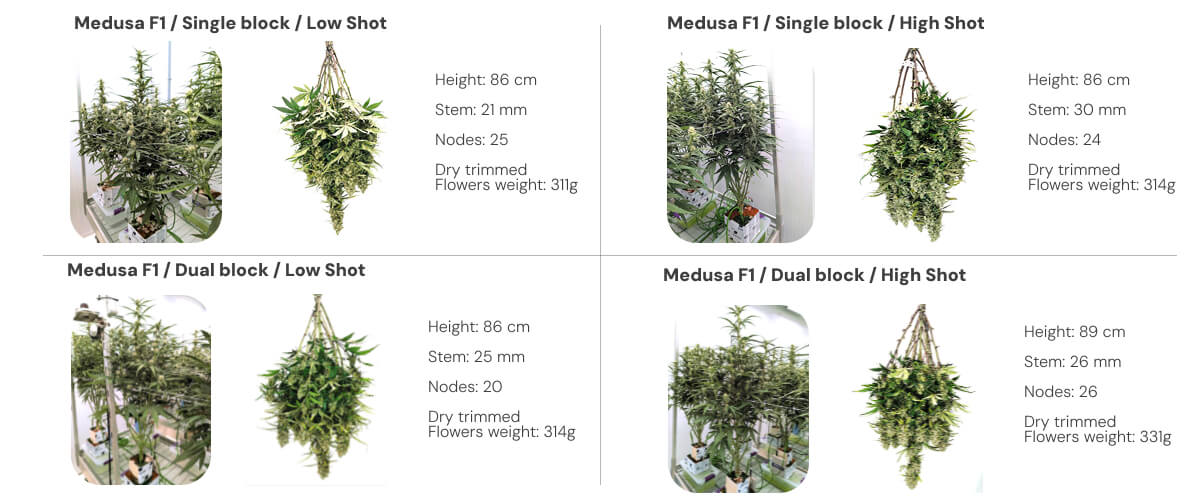 Medusa F1 results overview: single vs dual block irrigation treatments Results overview of Medusa F1 cannabis plants comparing single and dual block systems under low and high irrigation shots