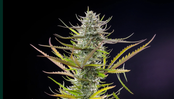 Mimosa: Shortest Compact Photoperiod Strain Mimosa cannabis plant with a frosty resinous cola, purple-green leaves, white pistils, and compact flowering structure against a dark background.