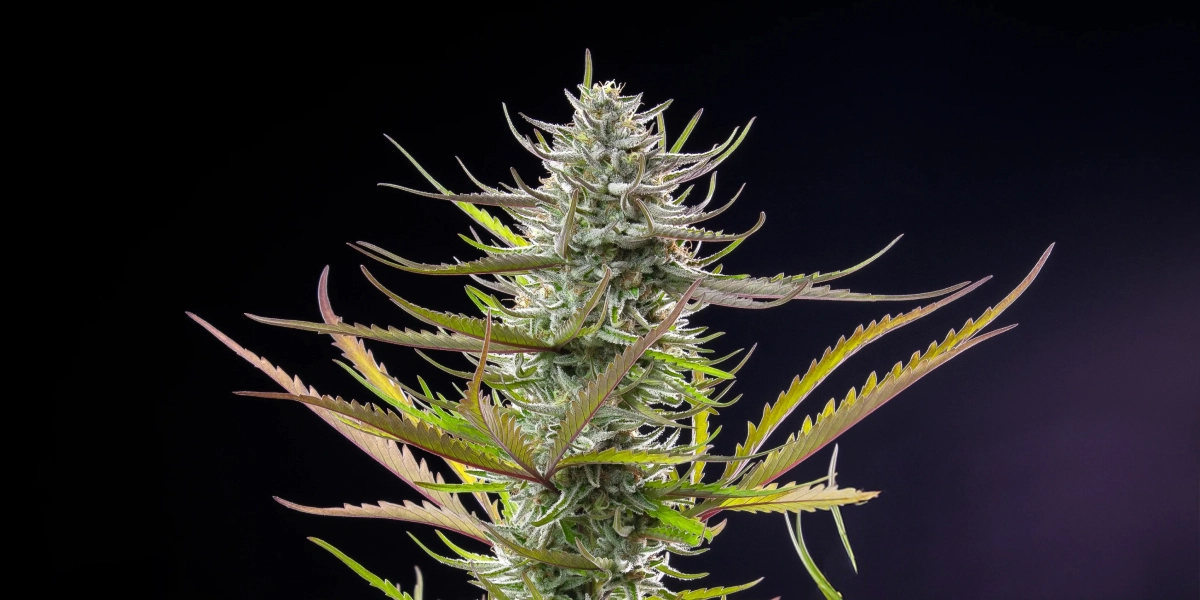 Mimosa: Shortest Compact Photoperiod Strain Mimosa cannabis plant with a frosty resinous cola, purple-green leaves, white pistils, and compact flowering structure against a dark background.