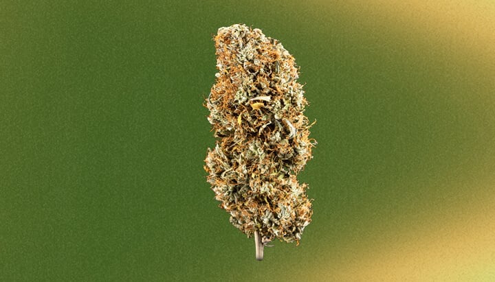 Thin Mint Cookies Cannabis Strain Thin Mint Cookies Cannabis Strain