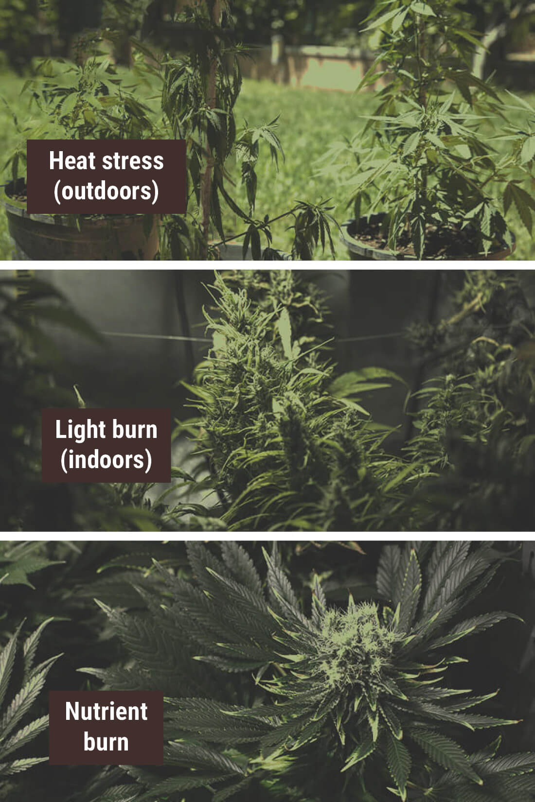 HEAT-STRESSING YOUR PLANTS