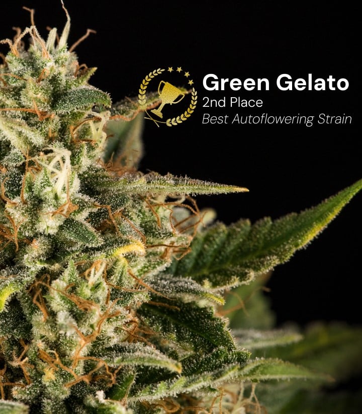 Green Gelato Auto cannabis bud awarded 2nd place best autoflowering strain featuring dense frosty flowers with orange pistils on black background