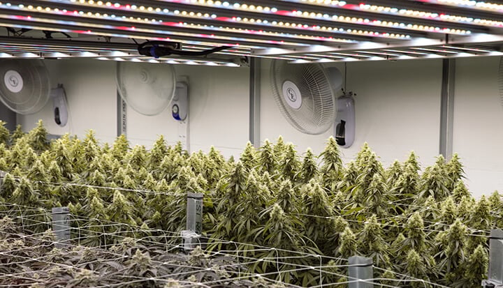 Can Plants Get Too Much Light? A large indoor grow room filled with cannabis plants. The plants are growing in rows under bright lights. There are also fans and other equipment in the room.